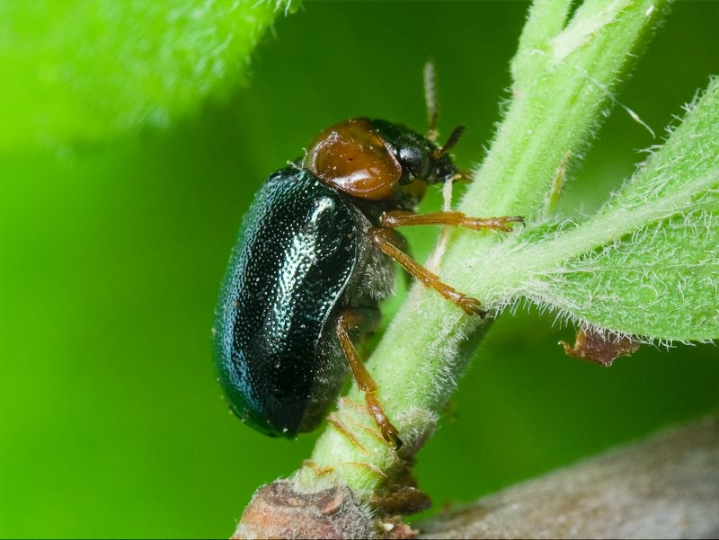 Smaragdina salicina (Scopoli, 1763)